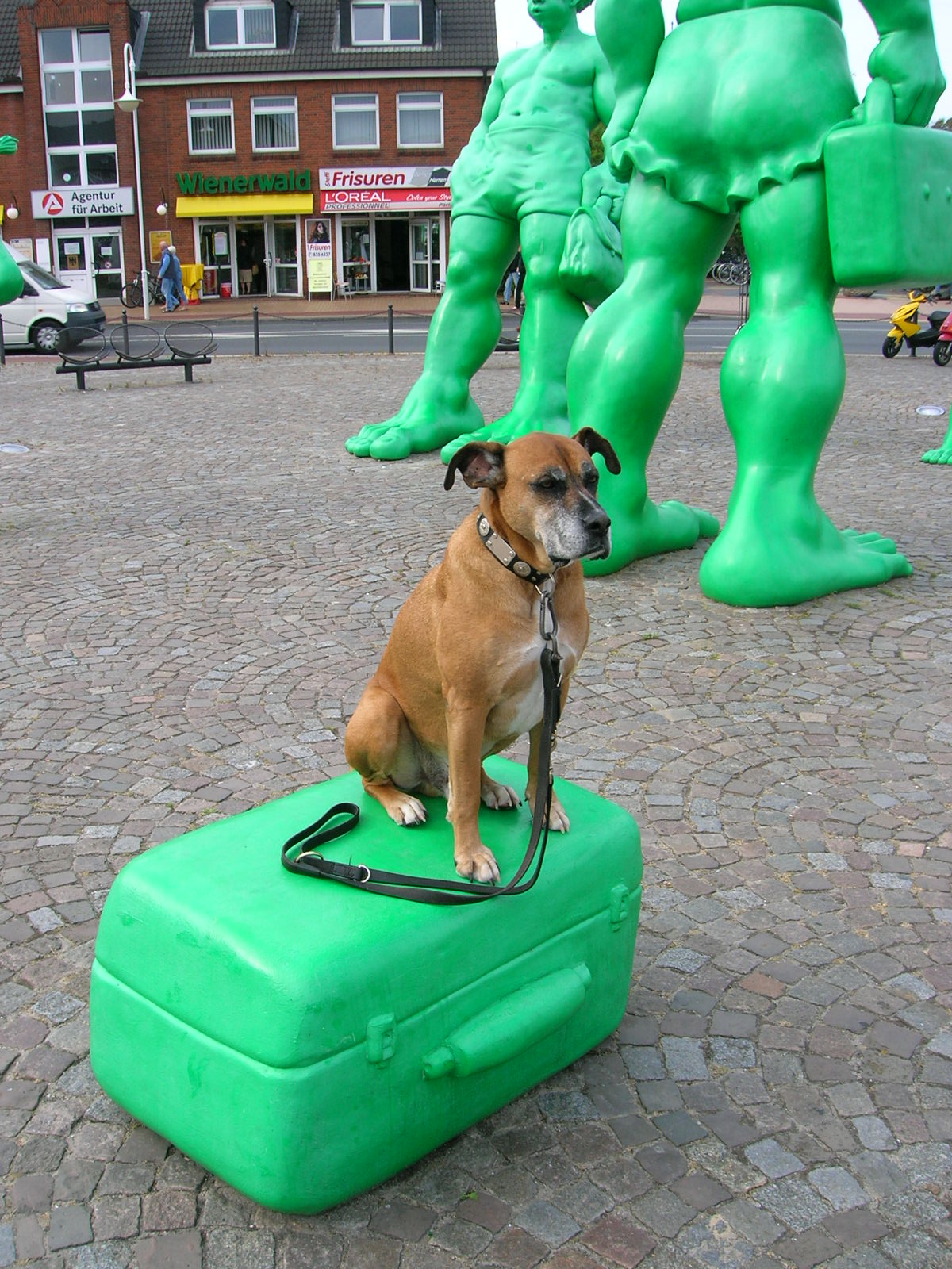 Tequila (Deutscher Boxer, Unbekannt) Deutscher Boxer Unbekannt 